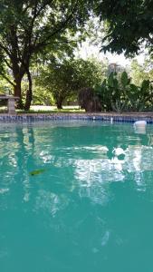 Una piscina de agua azul con árboles al fondo. en Peaceful Apartment - getaway to the countryside, en Meyerton