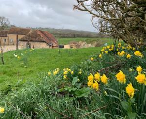 a field of yellow flowers in front of a house at Swallows Nest in Sturminster Newton