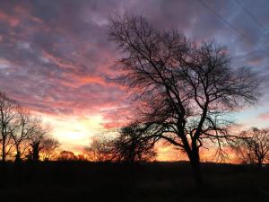 a tree in a field with a sunset in the background at Swallows Nest in Sturminster Newton
