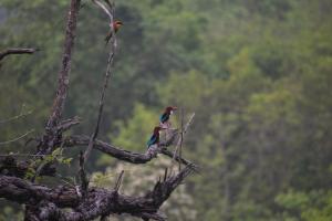 Fotografija u galeriji objekta Bardia Wild Side Hotel u gradu Bhurkīā