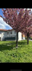 zwei Bäume mit rosa Blüten auf einem Feld in der Unterkunft Villa&Colombo in Rho