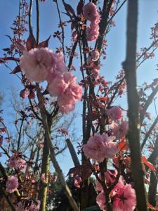 a bunch of pink flowers on a tree at Il Bivio in Correggi
