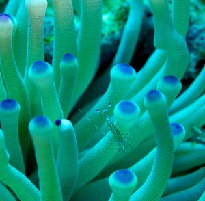 Fotografija u galeriji objekta Seagrape Plantation Resort & Dive Center u gradu Vest End