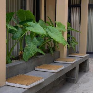 a row of plants sitting next to a building at Homestay Nhà Trong Hẻm Đảo Phú Quý in Cu Lao Thu +52 photos