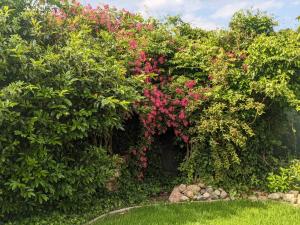 een tuin met roze bloemen en groene struiken bij Fewo Seestern in Bremerhaven