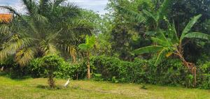 Giardino di Ngaali Nest