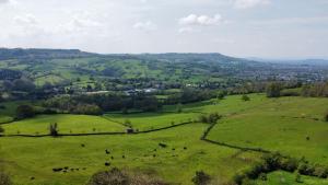 un campo de hierba verde con vacas. en The Old Tractor Shed, en Cheltenham