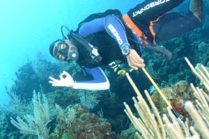 Gosti koji borave u objektu Seagrape Plantation Resort & Dive Center