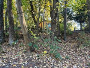 a forest with trees and leaves on the ground at Bungalow im Wald am See - Biberspur in Zieko