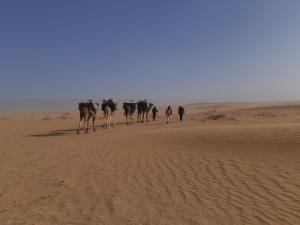 un gruppo di animali che camminano nel deserto di Camp Les Bedouins iriki a Bou Guir