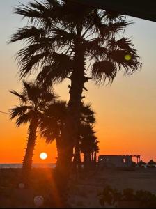 a palm tree with the sunset in the background at Saint Tropez Durres in Durrës