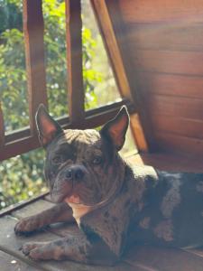Pet ou pets ficando com hóspedes em Chalé dos Campos