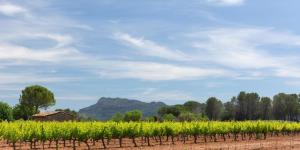 a field of corn with a mountain in the background at Studio Vu sur l'O2 Là in La Motte