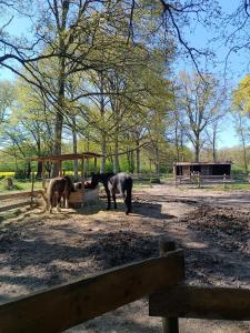 two horses are eating from a trough in a field at La Taverne de la Zibetterie in Saint-Privé