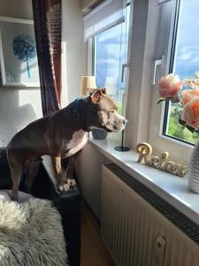 a dog standing on a chair looking out of a window at Ferienwohnungen Dorfliebe Dörnberg WALDBLICK in Bestwig
