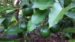 Gallery image of Hale O Nani Mala Pua in Pahoa