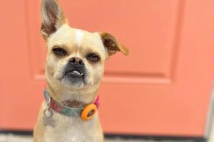 a small dog wearing a collar with an orange object in its mouth at 2BD Sashas Bungalow Beach Vibes 1 Block Away in San Diego