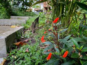 a garden with red flowers next to some steps at Coral Tree Lodge Tena in Tena