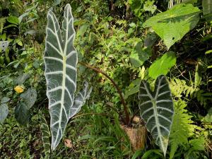 a green plant with large leaves in a forest at Coral Tree Lodge Tena in Tena +111 photos