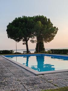 a blue swimming pool with a tree in the background at Pian delle Betulle in Torri del Benaco