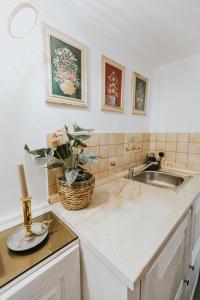una cocina con fregadero y una planta en un mostrador en Republicii Rustic Apartament in Brașov City Center, en Brasov