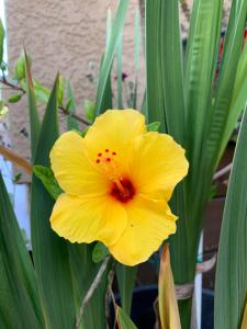 a yellow flower in front of some green plants at Homestay in Hayward