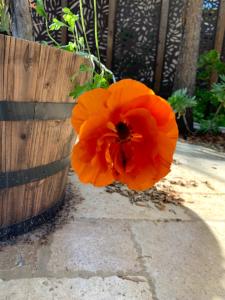 an orange flower sitting next to a wooden fence at Homestay in Hayward