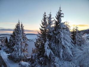 eine Gruppe von schneebedeckten Kiefern in der Unterkunft Studio cosy sur les pistes, proche télécabines - FR-1-814-108 in Besse-et-Saint-Anastaise + 4 Fotos