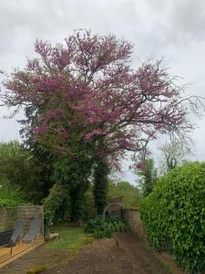 un arbre avec des fleurs roses à côté des chaises dans l'établissement Havre de Paix, à Villeneuve-sur-Lot
