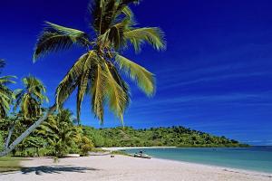 a palm tree on a beach with the ocean at SummerDreams in Nosy Be