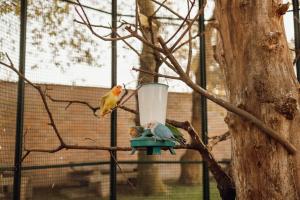 two birds perched on a bird feeder on a tree at Quinta Verde Esperança in Vila Nova de Gaia