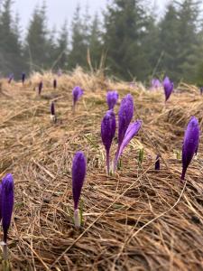 a group of purple flowers in a field at UnderДіл in Krivopolʼye