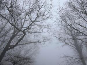 eine Gruppe von Bäumen in einem nebligen Wald in der Unterkunft Fire Mountain in Highlands + 36 Fotos