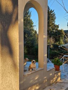 two dogs looking at themselves in a mirror at Penthouse Ipsos Marina in Ýpsos +26 photos