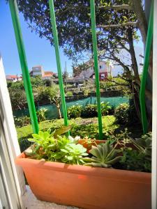 A garden outside Albergue Por Fin