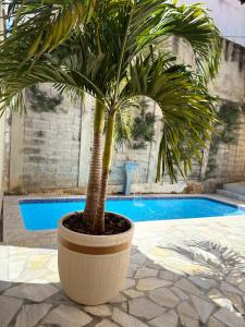 a palm tree in a large pot next to a pool at Rio quente Casa de Férias in Rio Quente