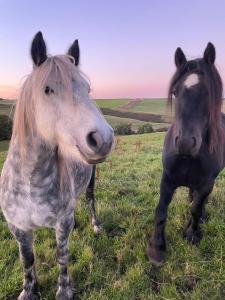 two horses standing next to each other in a field at Auchenhill Lodge in Denny