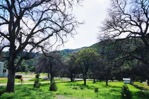 a field with trees and a mountain in the background at A Luxury Yosemite Retreat in Mariposa
