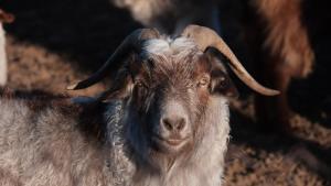 Ảnh trong thư viện ảnh của Khustai Nomad Family Stay ở Argalant