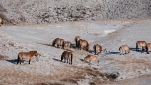 Ảnh trong thư viện ảnh của Khustai Nomad Family Stay ở Argalant +11 ảnh