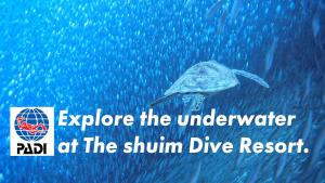 a turtle swimming in the water with the text explore the underwater at the shrimp dive at The Shuim Dive Resort Moalboal in Moalboal