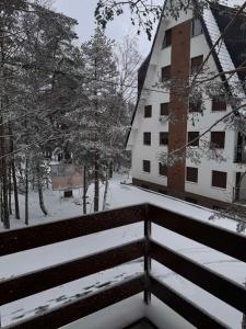Borova priča v zime