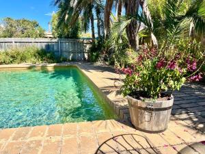 a swimming pool with a potted plant in a yard at Miranda Oasis in Torquay