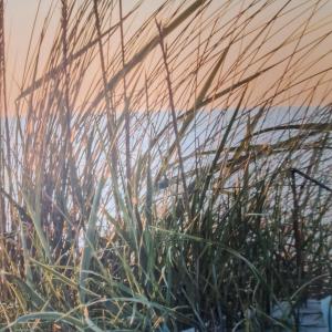 a group of tall grass in front of a building at Apartment 10 - "Borbyblick" - Blickrichtung Hafen und offene See in Eckernförde