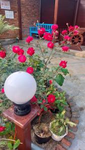 Zahrada ubytování Củi Homestay Huế