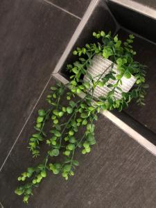 a green plant sitting on top of a black floor at Modern, Comfy Guest Suite with Beautiful Views in Tygerberg Hills
