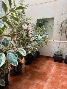 a row of potted plants on a tile floor at Pura Vida in Águilas