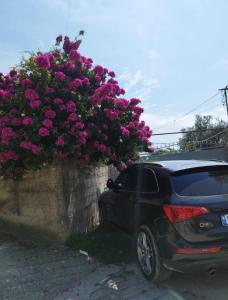 Zahrada ubytování Apartamente Deon