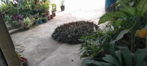 - un jardin avec une bande de plantes en pot dans l'établissement NoS Casa, à Montanha