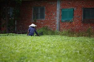 una persona caminando en el césped en un campo en Ttdropin Homestay, en Taitung